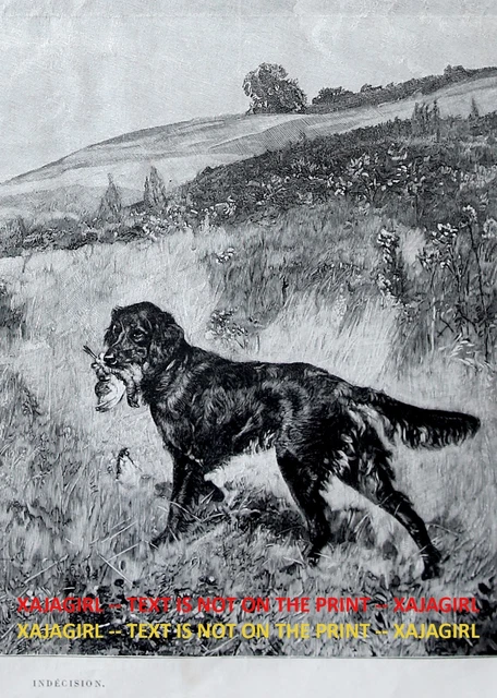 Dog Gordon Setter Club Field Trials, 1890s Antique Print & Article