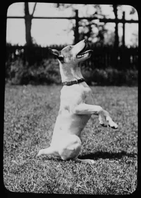 A DOG BEGGING C1910 PHOTO Magic Lantern Slide TERRIER