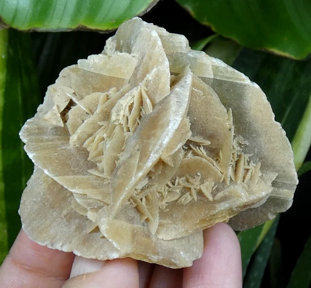 ROSE DU DÉSERT MINÉRAL PIERRE ROCHE ÉVAPORITIQUE GYPSE GRAINS DE SABLE 8 cm | Australia