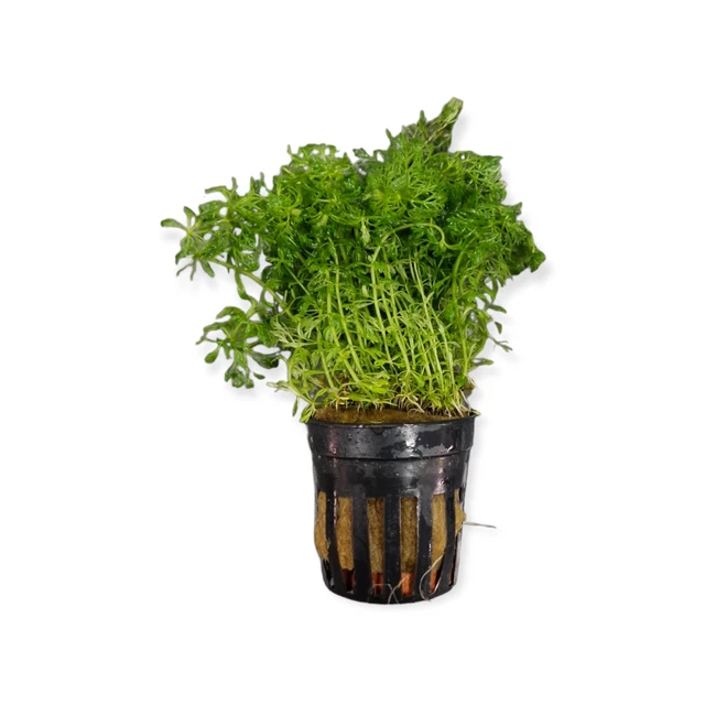 Limnophila sessiliflora - kleine Ambulia schnellwüchsig einfach Aquarium Pflanze