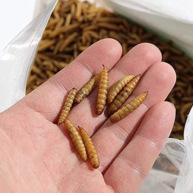 Lot Bulk Dried BSF worms for Wild Birds Food Chickens Hen Fish Treats Food