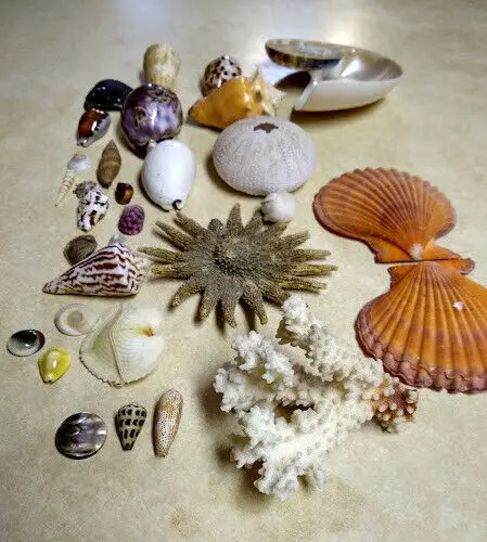 30 Sea Shells and Sea Life Collection for Teachers and Students of Ocean Life 2