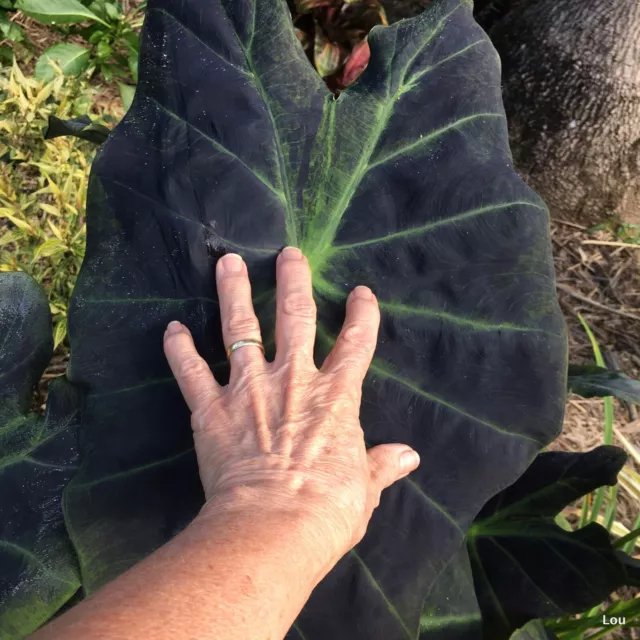 Colocasia Esculenta * BLACK BEAUTY TARO * Indoor~Elephant Ear~2 Plants