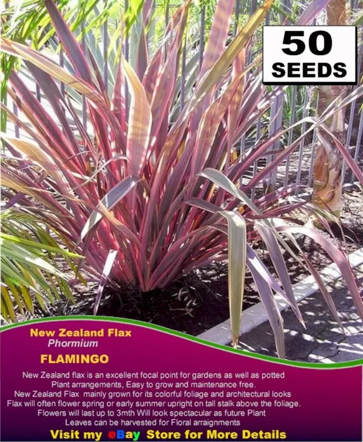 New Zealand Flax Seeds  - FLAMINGO - 50 x SEEDS