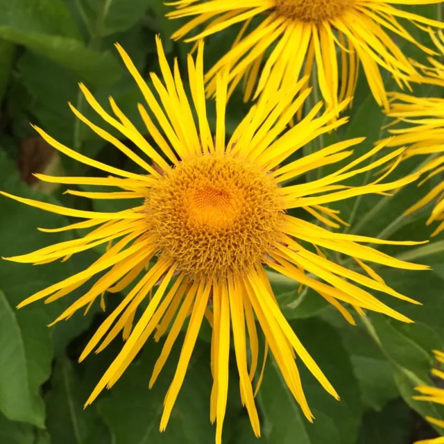 Echter Alant Inula helenium Heilpflanze Räucherpflanze Bauerngartenstaude 2