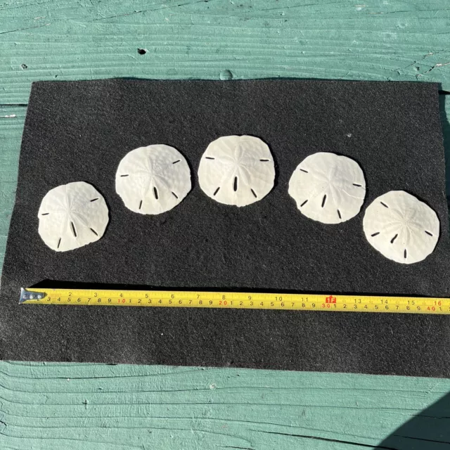 5 Large White Florida Sand Dollars Sea Shell Crafts Wedding Seashells About 3”+-