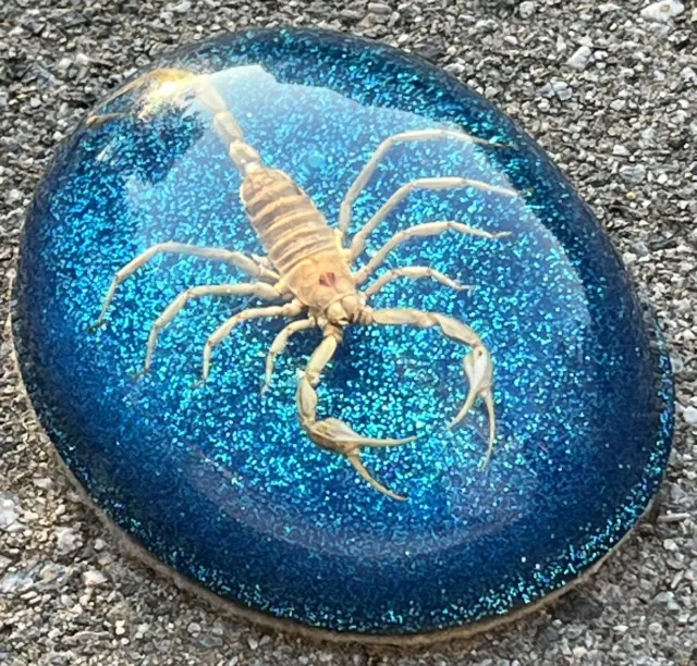 Scorpion Paper Weight In Oval Resin Dome Sparkly Blue Glitter Felt lined Base