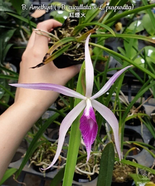 Orchid Orchidee Brassavola Amethyst, FRAGRANT big plants (22Pr)