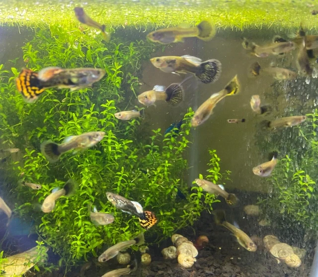 Purple Mosaic/Super Red Dragon Dumbo HYBRID Guppy Fish (6) 2m,4f - LIVEBEARING