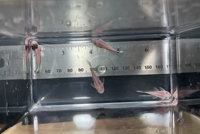 6 - Shortfin Snow White Bristlenose Pleco 1"-1.25", Unsexed. w/ LF genes