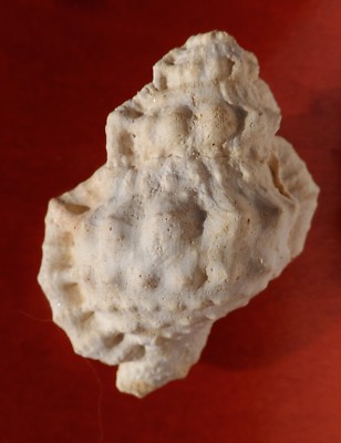 GASTEROPODE FOSSILE DES LANDES VASUM 