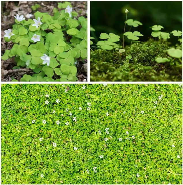 10000+ WHITE IRISH Moss Seeds for Planting, Non-Gmo Moss Ground Cover ...