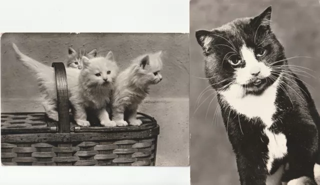 Deux Cartes Postales Motiven Chats Cats Comme Photo MF121049