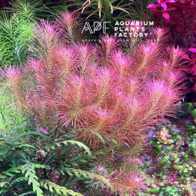 Rotala Wallichii Freshwater Live Aquarium Plants Whorly Moss Bunch BUY2GET1FREE*