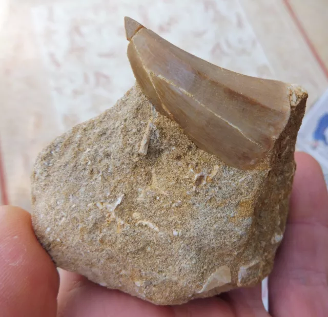 Mosasaurierzahn (4,1 cm) - Kreidezeit - Marokko