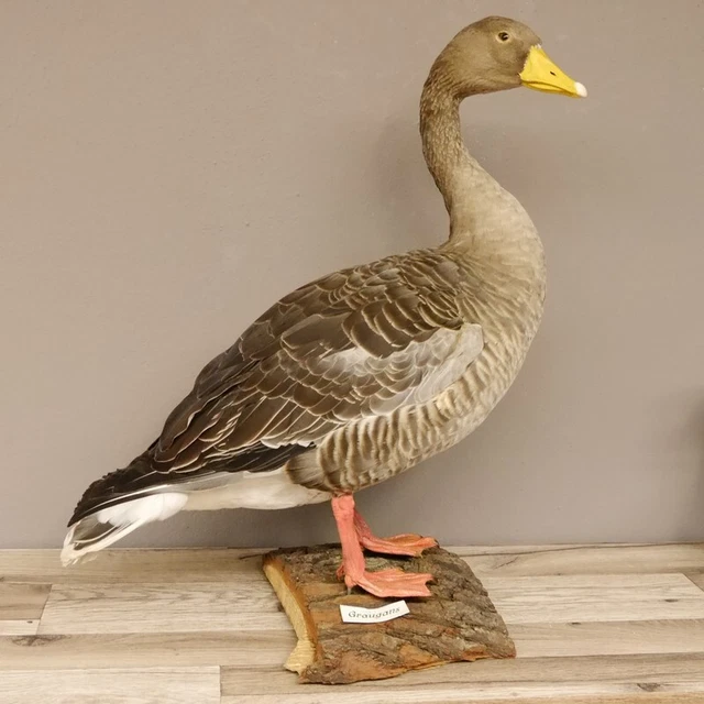Anser Preparado Ganzpräparat Taxidermy Decoración Con Genehmigung A Venta #90.16