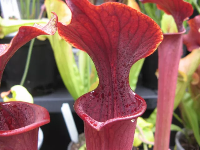 Carnivorous Plant - Sarracenia alata x S. flava - 20+ seeds