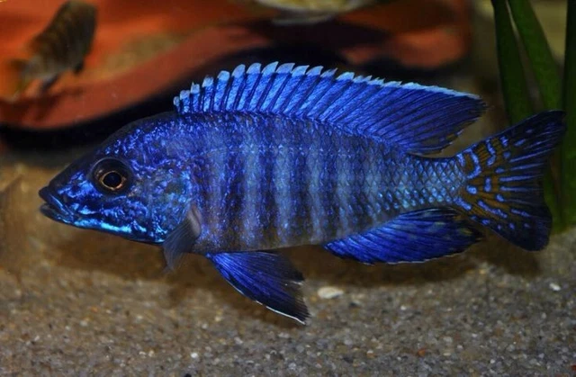 Blue Peacock Cichlid (Aulonocara nyassae) - Live Freshwater African Fish