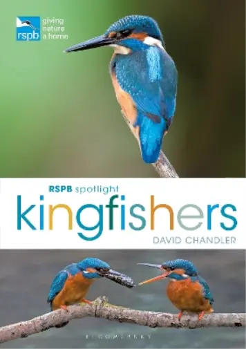 David Chandler RSPB Spotlight Kingfishers (Poche) RSPB