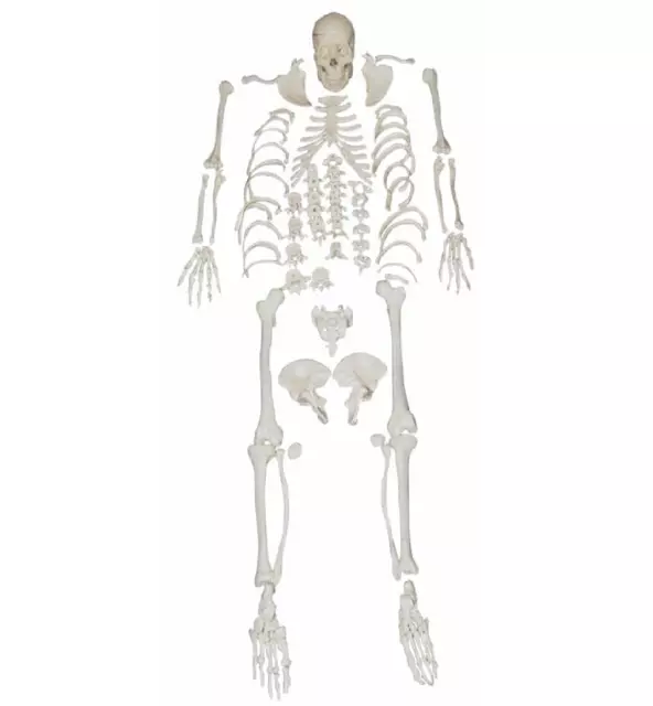 Disarticulated Skeleton with Skull Anatomical Human Model AjantaExports