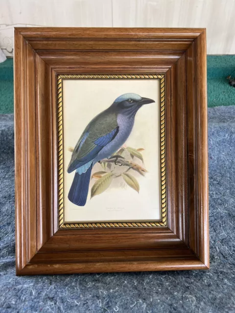 Temmincks Roller Bird Print - J. G. Keulemans  Beautifully Framed! 3