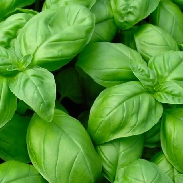 Genovese Basil Seeds | NON-GMO | Heirloom | Fresh Garden Seeds