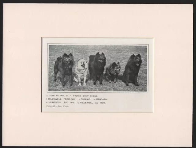 Chow Chow Named Dogs Old Antique 1912 Dog Print Ready Mounted