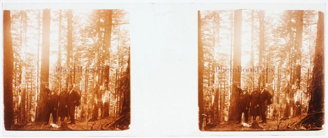 FRANCE Family in a Forest c1930 Photo Stereo Glass Plate Vintage V17T15n 2