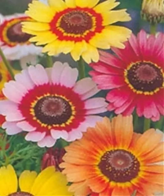 Chrysanthemum Painted Daisy Mixed Ap 40 Seed Tricolor Flowers Hardy Annual