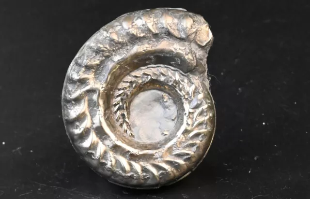 Ammonite Pyritisé Hildoceras Toarcien France 49mm pyriteuse pyrite fossile 2