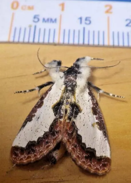 Pearly Wood-Nymph Moth Eudryas unio Noctuidae Lepidoptera Southeast Texas C136
