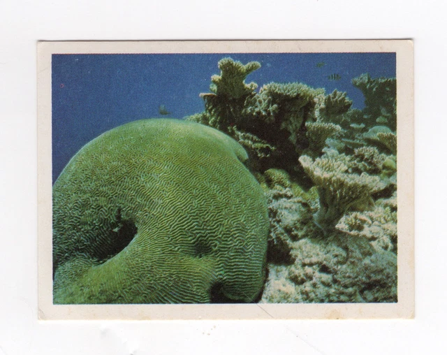 Sanitarium Australia - The Great Barrier Reef - #09 Brain Coral