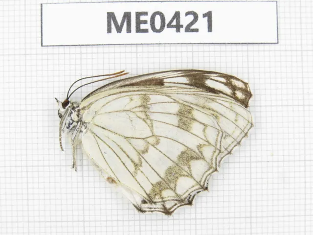 Butterfly. Melanargia sp. Jilin, Baishan, Fusong county. 1F. ME0421.