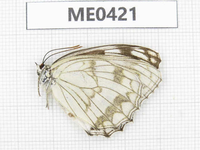 Butterfly. Melanargia sp. Jilin, Baishan, Fusong county. 1F. ME0421. Butterfly. Melanargia sp. Jilin, Baishan, Fusong county. 1F. ME0421.