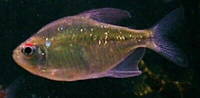 Diamond Tetra LIVE FISH Read Description