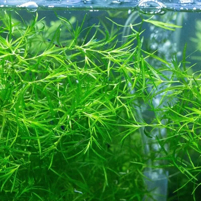 Guppy grass Najas Guadalupensis Aquarium Plants Easy to Grow 30 Stems