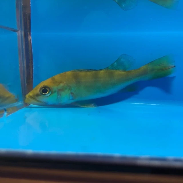 Golden kelberi peacock bass 2" in length live tropical fish 4