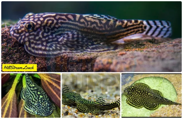 PACK OF 3 -  Striped Butterfly Reticulated Tiger Hillstream Loach Algae Eater