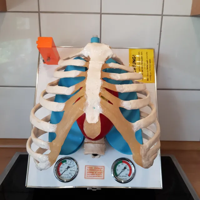 🌻Übungs-Thorax für die cardio-pulmonale Reanimation CPR - Söhngen - Rarität !🌻