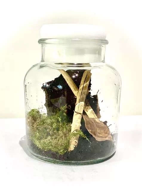 Millipede Kit (Bumblebee) Includes x1 Live Millipede, Enclosure, Food + More.
