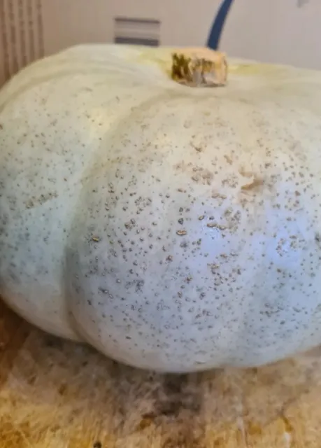 Novelty Pumpkin/squash   X 20 Seeds