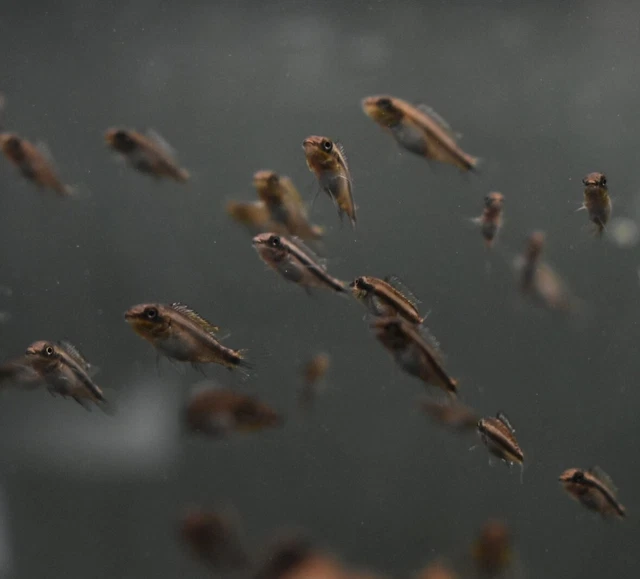 Live Kribensis Dwarf Cichlid (Pack of 6 Juvenile Freshwater Aquarium Fish)
