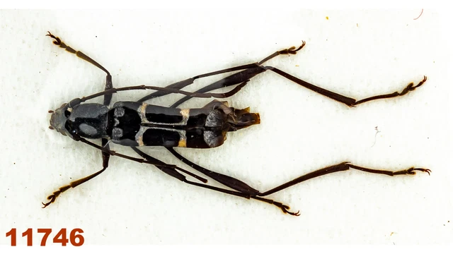 Cerambycidae: Acrocyrtidus sp.   A2, 12 mm , 1 pc