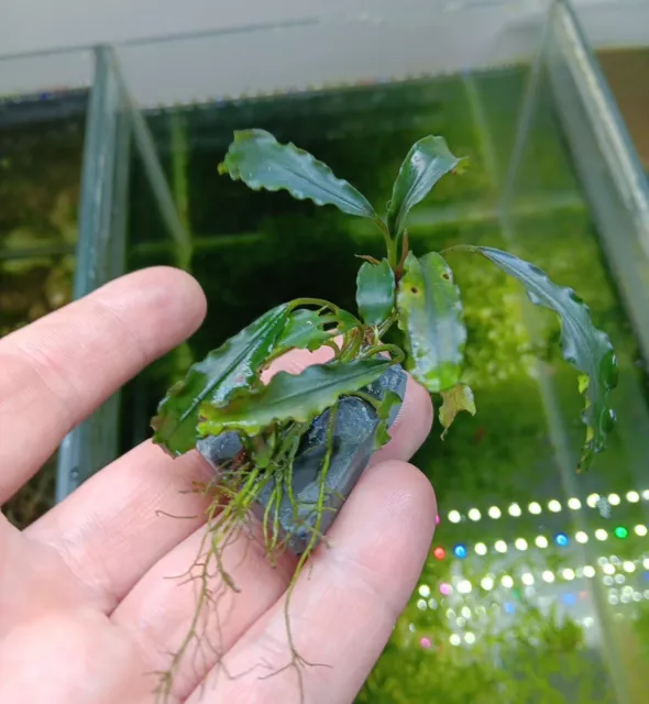 Grüne Bucephalandra auf Schieferstein 🌱 Buce Pflanze Cube Plant #12 RARITÄT