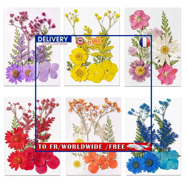 Real Pressed Flower Material Package Specimen of Plant for Natural Bookmarks