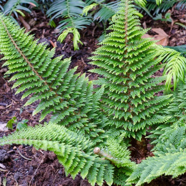 Polystichum Setiferum Soft Shield Fern Evergreen Outdoor Hardy Garden Plant Bush 2