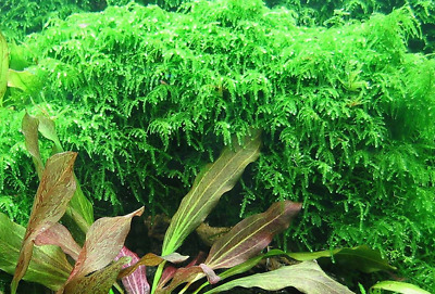 Weeping Moss - Live Submerged Freshwater Aquatic Live Plant