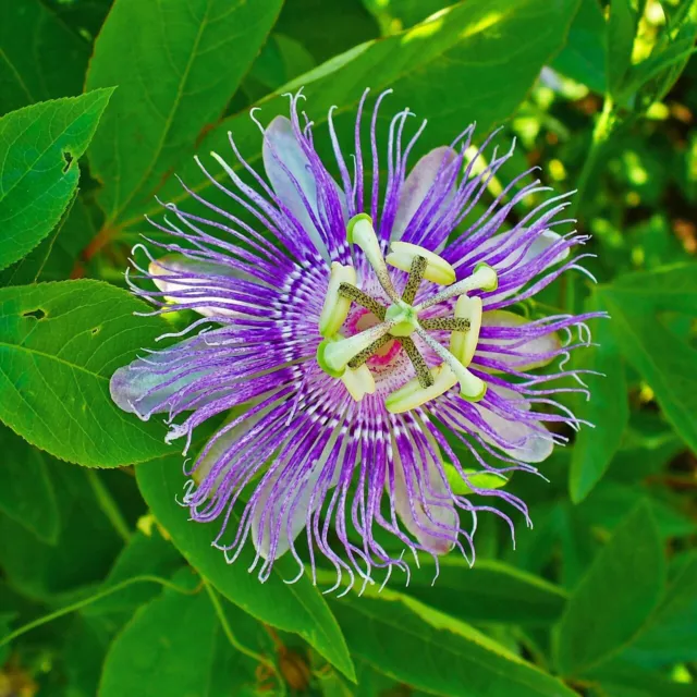 Maypop Passionflower (Passiflora incarnata)  - 5 seeds