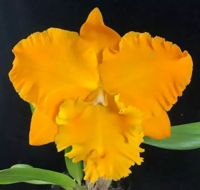 RON Cattleya Orchid Rlc Emperor Gold 'Golden Emperor Quality Mericlone 100mm Pot