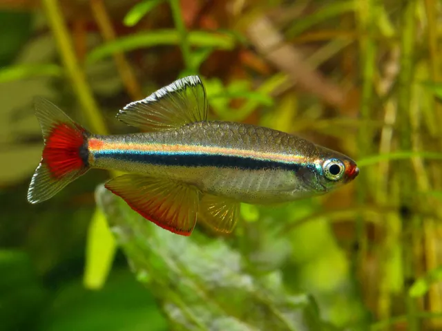 WHITE CLOUD MOUNTAIN Minnow Live Cold Water Or Tropical Fish X 10